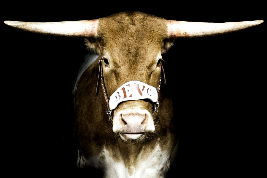 Bevo XV