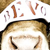 Bevo XV